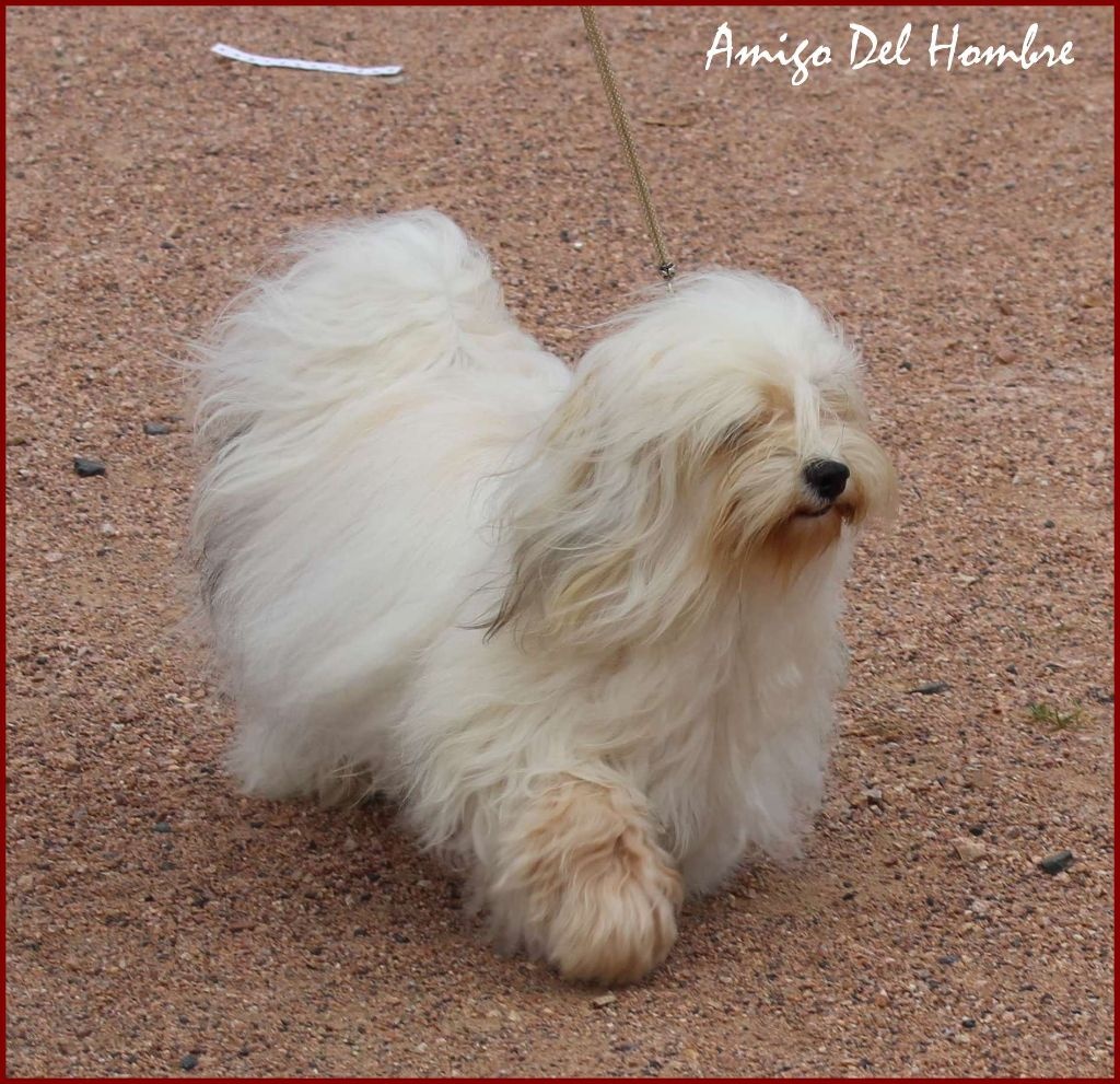 Amigo Del Hombre - Spéciale bichons à Chatel Guyon ( août 2015 )