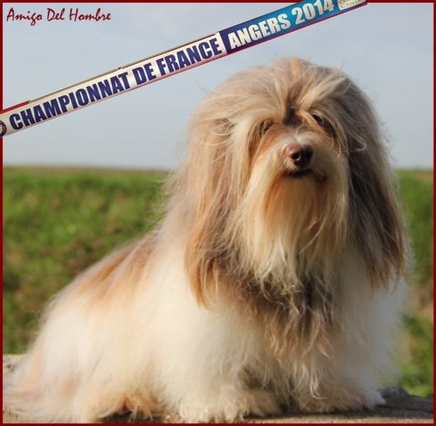 Amigo Del Hombre - Championnat de France ANGERS 2014