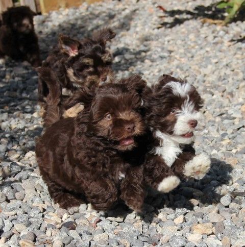 chiot Bichon Havanais Amigo Del Hombre