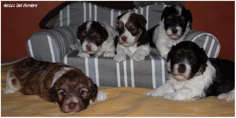 Amigo Del Hombre - Bichon Havanais - Portée née le 03/04/2014