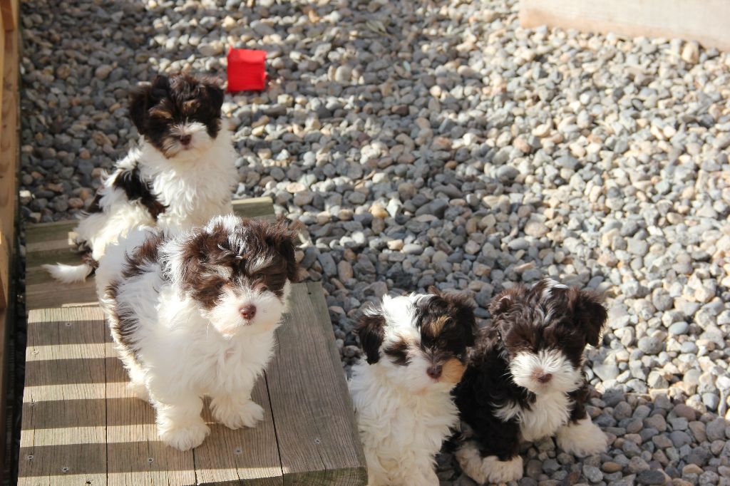 chiot Bichon Havanais Amigo Del Hombre