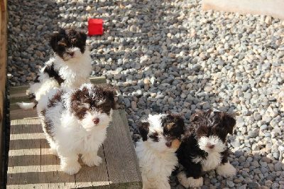 Amigo Del Hombre - Bichon Havanais - Portée née le 11/01/2023