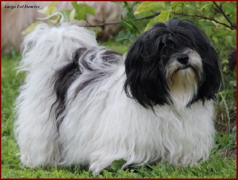 Guapa nina du Manoir de Lord Aramis