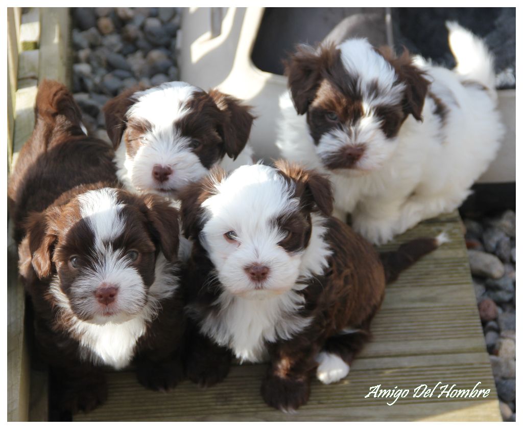 Amigo Del Hombre - Bichon Havanais - Portée née le 03/02/2024