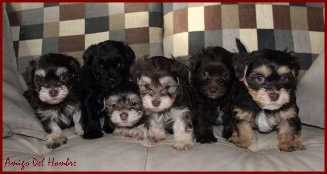Amigo Del Hombre - Bichon Havanais - Portée née le 30/10/2014