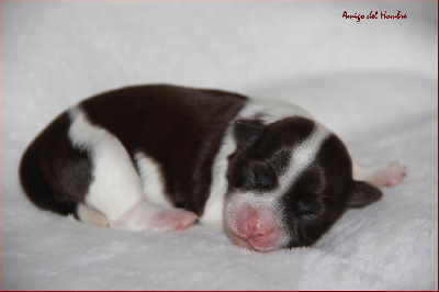 CHIOT