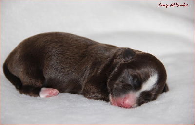 CHIOT