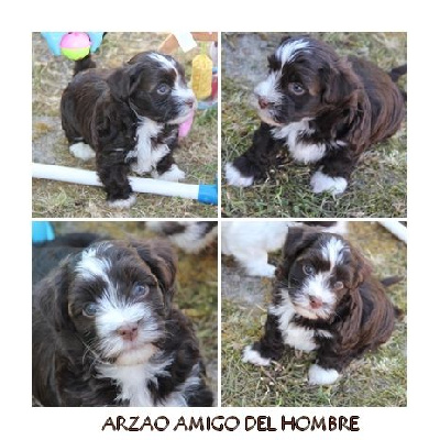 ARZAO