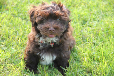 ACHILLE