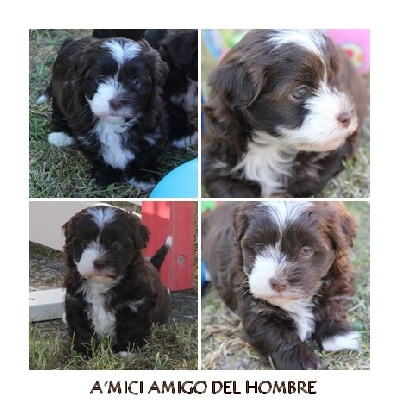 A'MICI