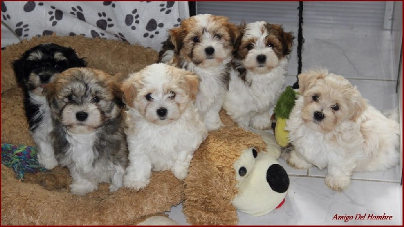Amigo Del Hombre - Bichon Havanais - Portée née le 20/06/2014