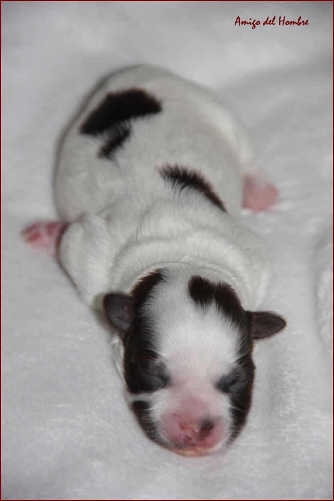 Amigo Del Hombre - Chiots disponibles - Bichon Havanais