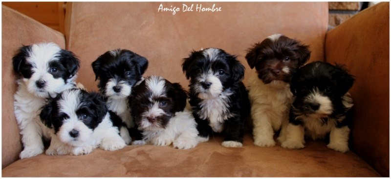Amigo Del Hombre - Bichon Havanais - Portée née le 13/01/2014