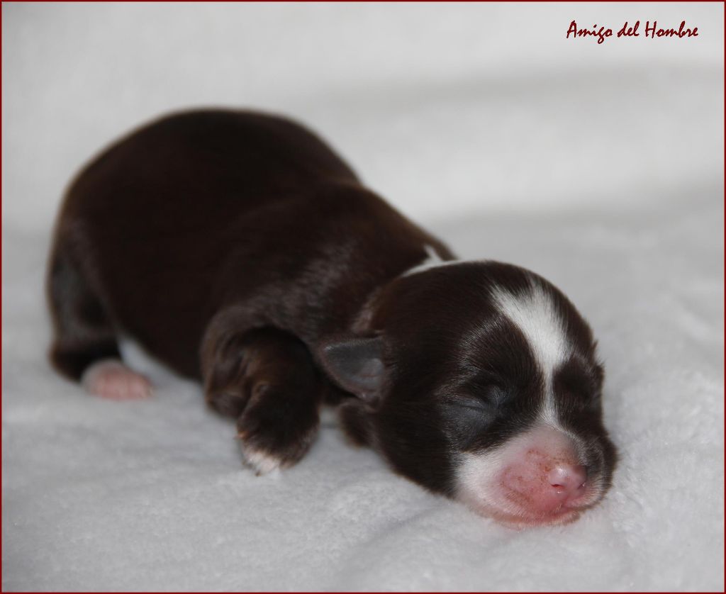 Amigo Del Hombre - Chiots disponibles - Bichon Havanais